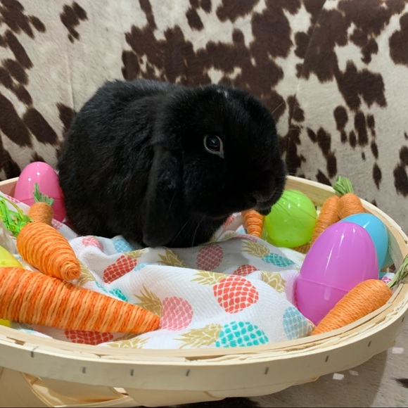 ⭐️ OFFICIALLY POSH AMBASSADOR ⭐️ - Picture 8 of 9